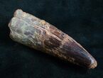 Spinosaurus Tooth - Monster Theropod #7880-1